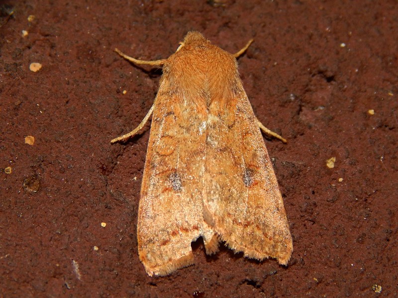 Noctuidae da determinare